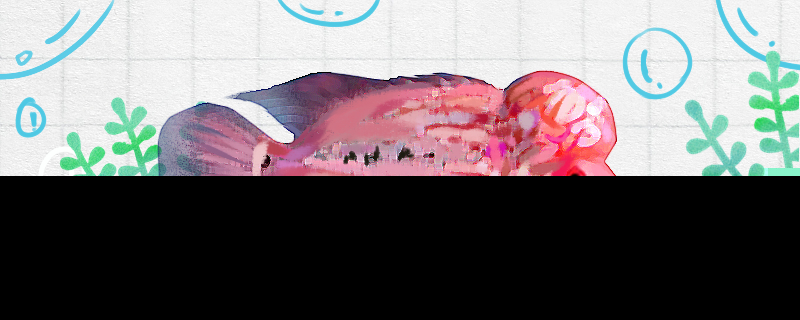 拉线猴子罗汉鱼好养吗怎么养(罗汉鱼吃什么饲料好)