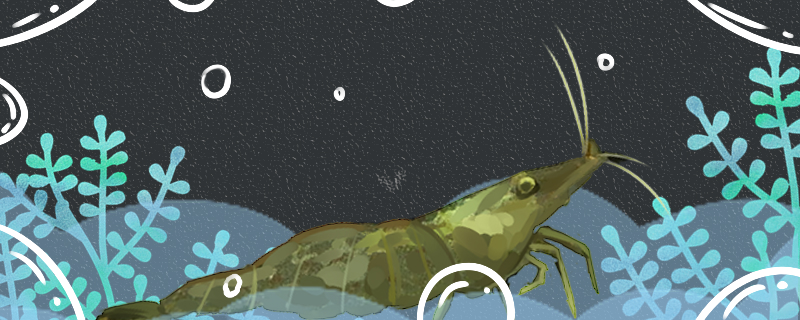 蹄肢新米虾好养吗怎么养(虾米和虾皮有什么区别)