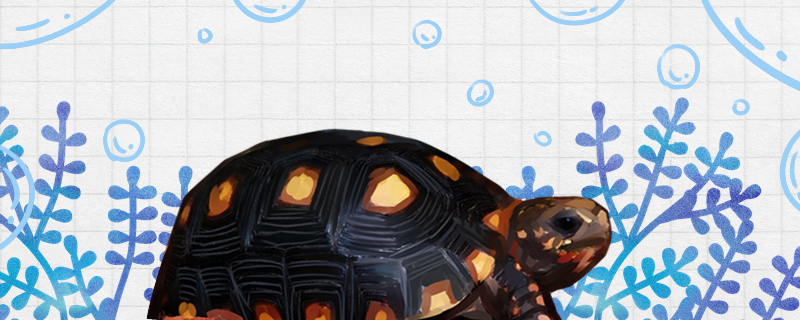 红腿陆龟好养吗怎么养(红腿陆龟的寿命)