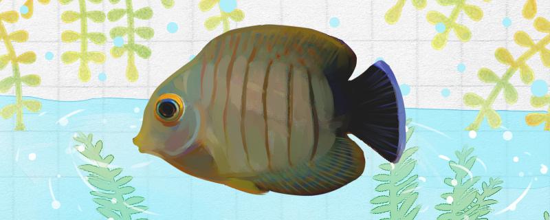 虎纹倒吊好养吗怎么养(虎 倒刺)