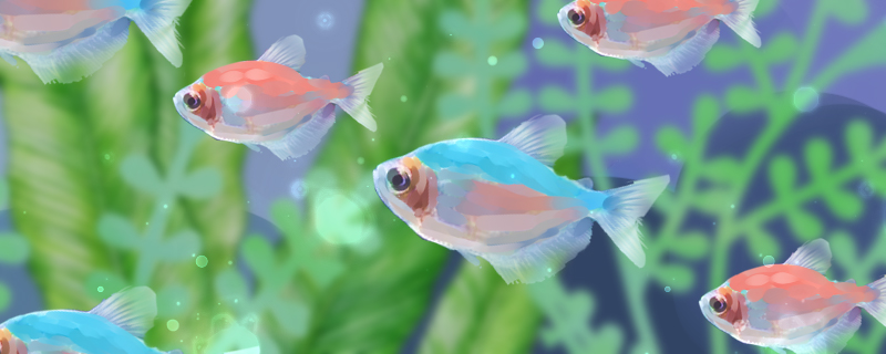 彩裙鱼好养吗怎么养(彩裙鱼怎么养不褪色)