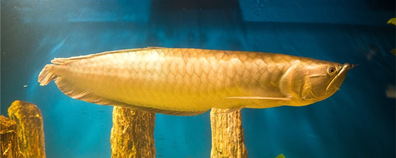 龙鱼肚子鼓起来是什么原因该怎么治疗(龙鱼肚子凹凸不平)