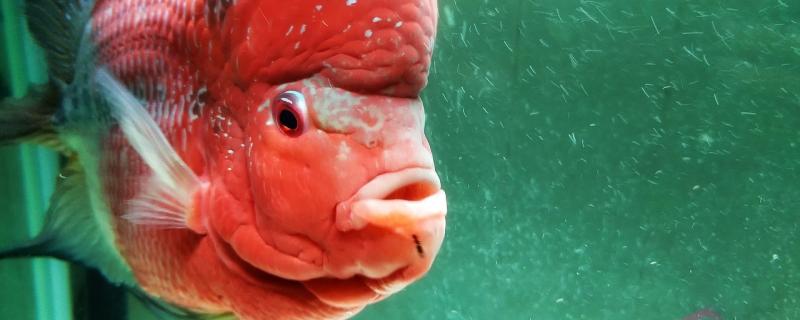 怎么收拾鱼缸的缸霸为什么会产生缸霸(鱼缸里的缸霸捞出来再放进去管事吗)