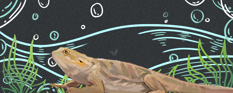 蜥蜴吃蟑螂吗吃蟋蟀吗(蜥蜴吃面包虫还是蟋蟀比较好)