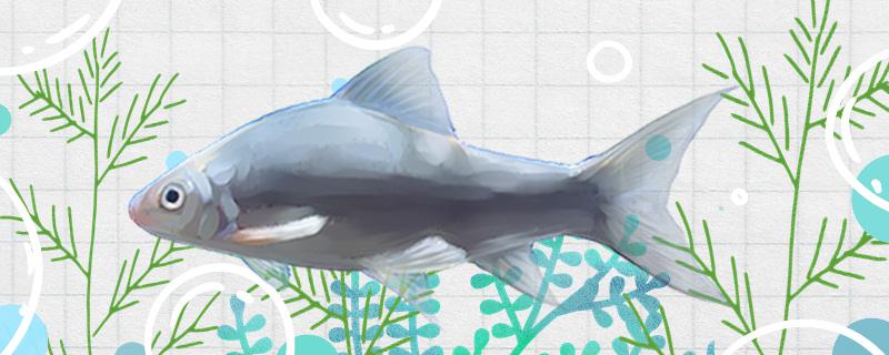 鲮鱼有刺吗刺多吗(鲮鱼有刺吗刺多吗有毒吗)