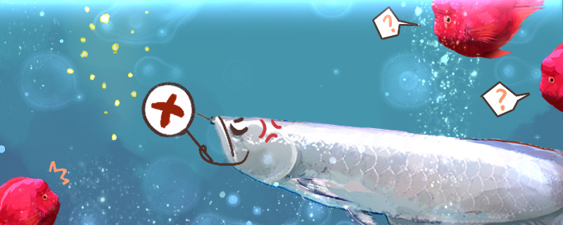 龙鱼能和鹦鹉鱼混养吗能和锦鲤混养吗(龙鱼能和鹦鹉鱼混养吗能和锦鲤混养吗视频)