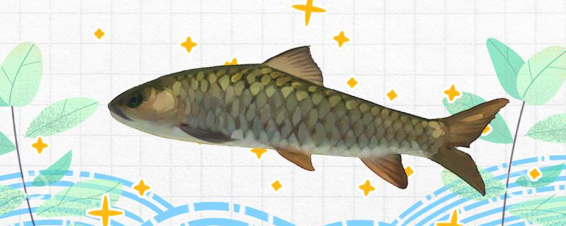 青竹鱼吃什么食物吃黄豆吗(青竹鱼吃法)
