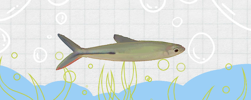 红尾企鹅灯鱼好养吗怎么养(红尾企鹅灯鱼好养吗怎么养活)