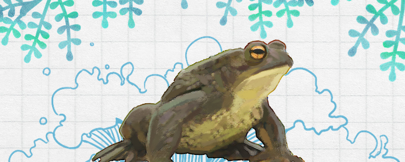 蟾蜍能活多久能长多大(蟾蜍一年能长多大)