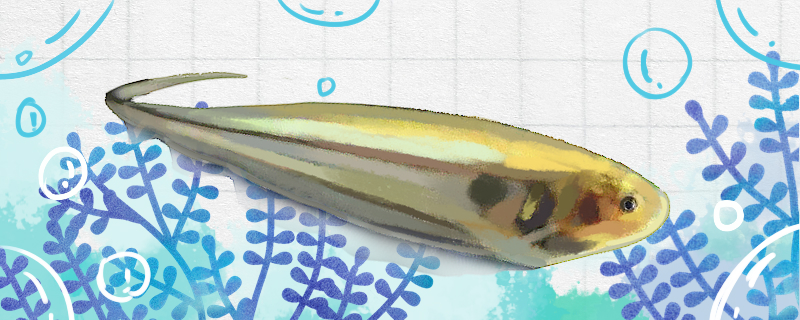 玻璃飞刀鱼好养吗怎么养(玻璃鱼是什么意思)