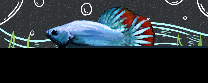 虹斗鱼好养吗怎么养(红斗鱼和蓝斗鱼繁殖)