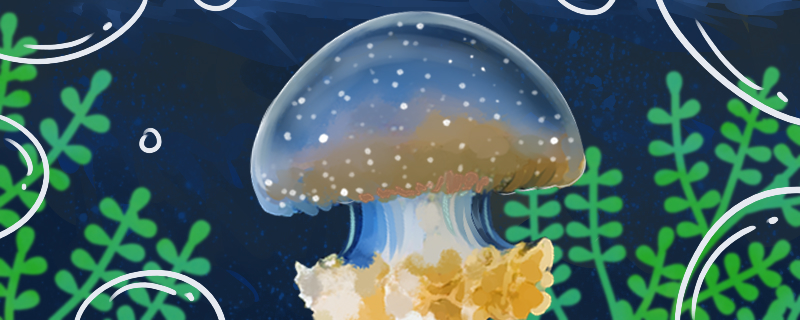 海蜇能养吗怎么养(海蜇可以养吗)