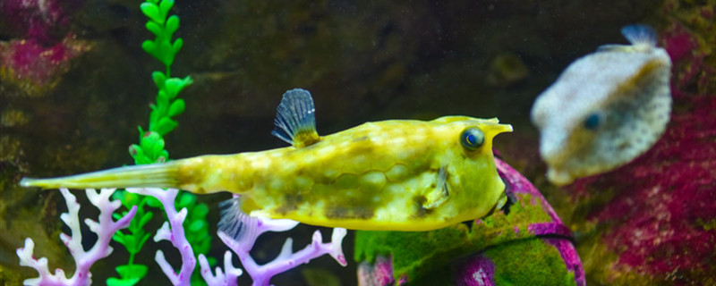 缸壁除藻用什么鱼除藻鱼类有哪些(缸壁除藻比较好的)