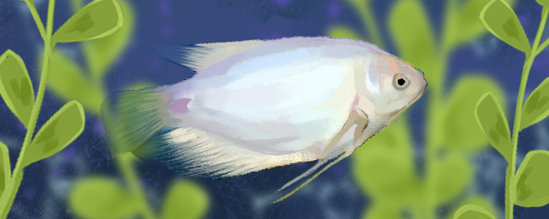 古战舰鱼好养吗怎么养(古战船鱼图片大全)