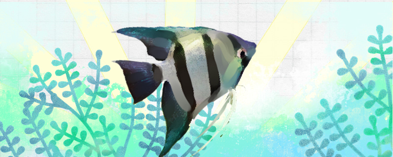 斑马神仙鱼好养吗怎么养(斑马神仙鱼图片)