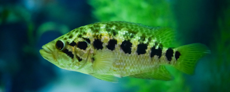 新买的鱼怎么和老鱼合缸新鱼合缸有哪些步骤(新鱼和老鱼合缸怎样最安全)