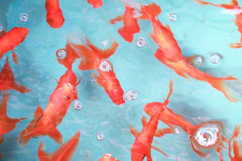 金鱼缺氧小妙招