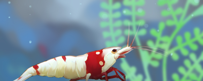 观赏虾死了要捞出来吗观赏虾死因有哪些(观赏虾全死了)