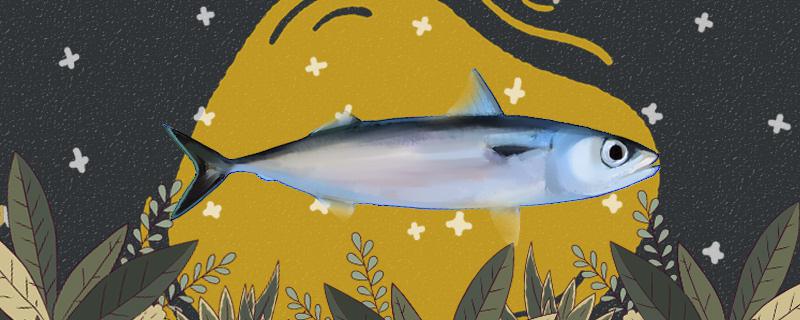 青花鱼是鲅鱼吗和鲅鱼有什么区别(青花鱼是鲅鱼吗和鲅鱼有什么区别图片)