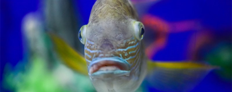 刚生的小鱼判断死没死刚生的小鱼怎么养(刚生的小鱼什么样子)