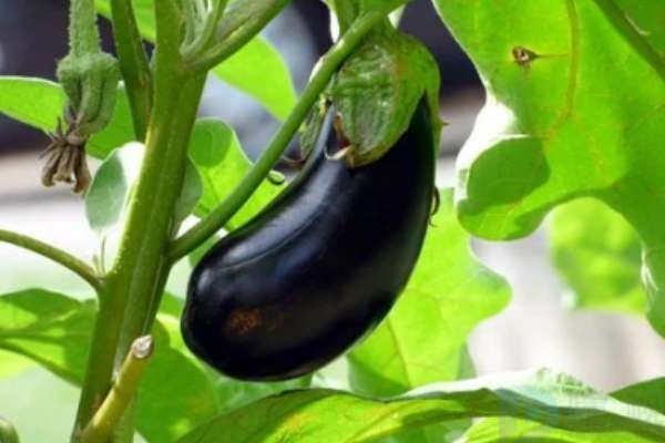 食用茄子的注意事项有哪些(食用茄子的注意事项有哪些图片)