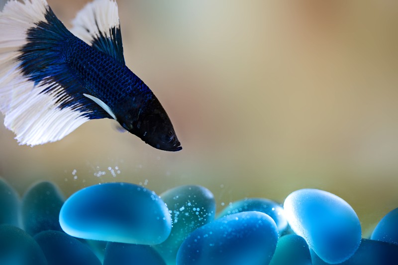 斗鱼养殖方法视频教程