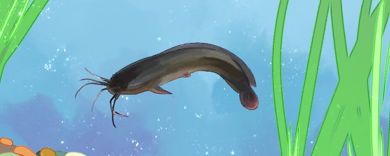 塘鲺是鲶鱼吗和鲶鱼的区别是什么(塘鲺和鲶鱼的区别哪个不能吃)