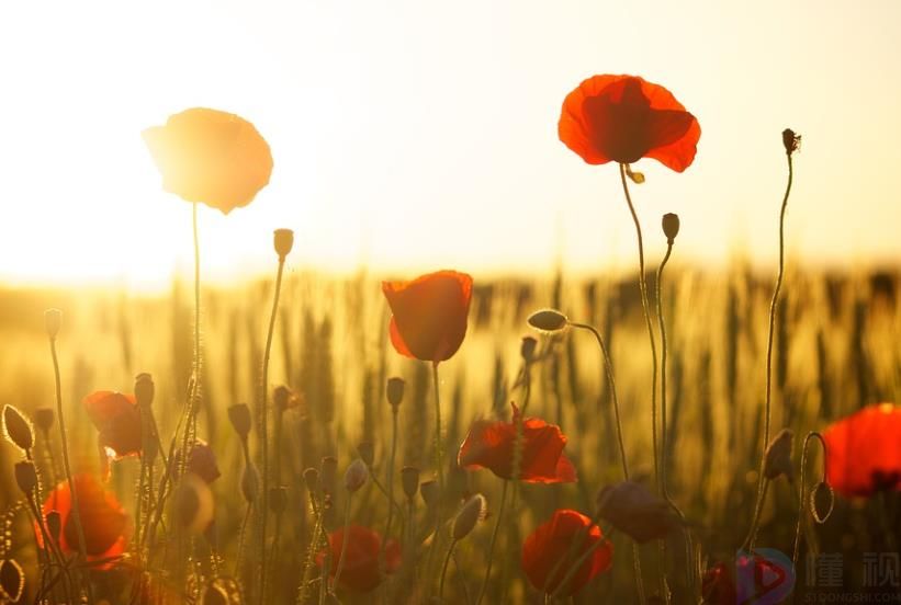 花和卉有区别吗(花的区别)