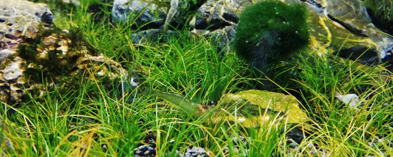 水草鱼缸水质浑浊怎么处理水草缸如何翻缸(养水草水浑浊)