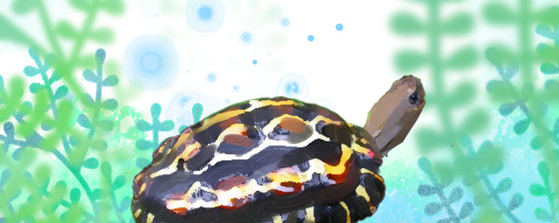 扁尾陆龟好养吗怎么养(扁平陆龟)