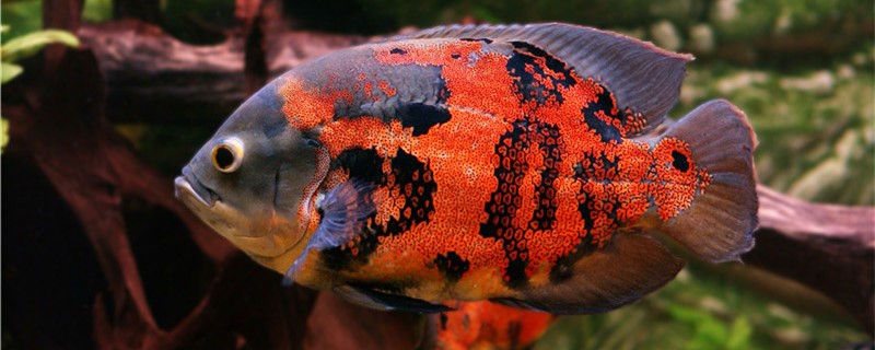 地图鱼和什么鱼混养最好混养需要注意什么(地图鱼跟什么鱼能混养)