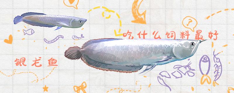 银龙鱼吃什么长得快怎么养长得快(银龙鱼吃什么活食好)