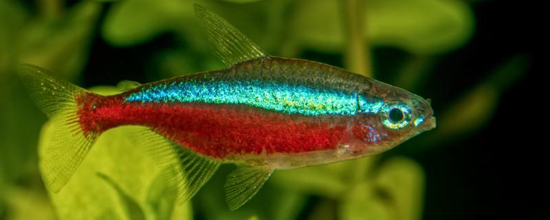 宝莲灯鱼属于哪层鱼怎么养(宝莲灯鱼好看吗)