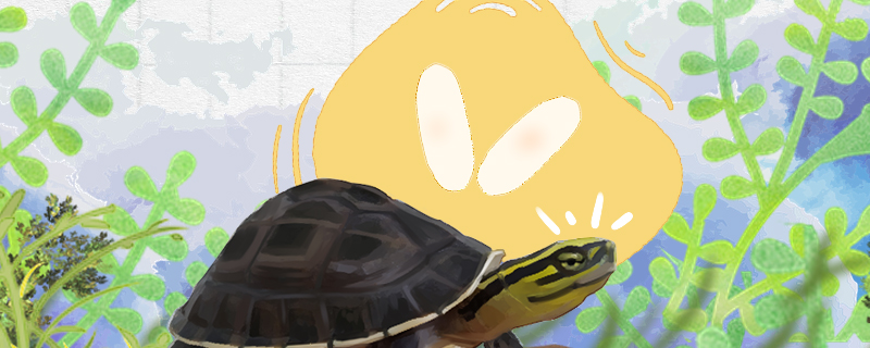 安布闭壳龟能长多大多大可以繁殖(安布闭壳龟寿命最长多少年)