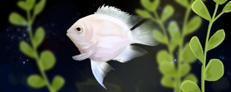 迷你鹦鹉鱼吃什么一天喂几次合适(迷你鹦鹉鱼吃多少合适)