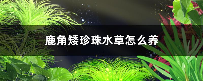鹿角矮珍珠水草好养吗怎么养(鹿角草水草怎么养)
