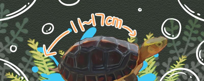 黄缘闭壳龟最大能长多大怎么养长得大(黄缘闭壳龟寿命)