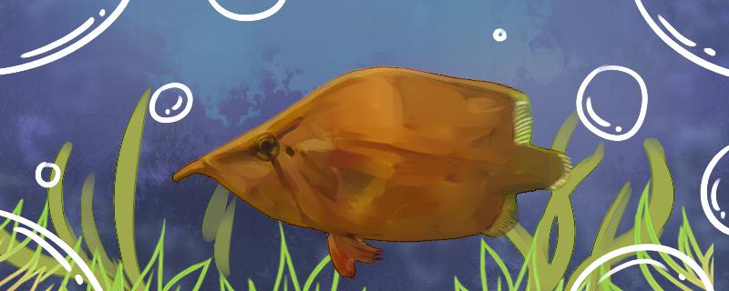 枯叶鱼好养吗怎么养(枯叶鱼的照片)