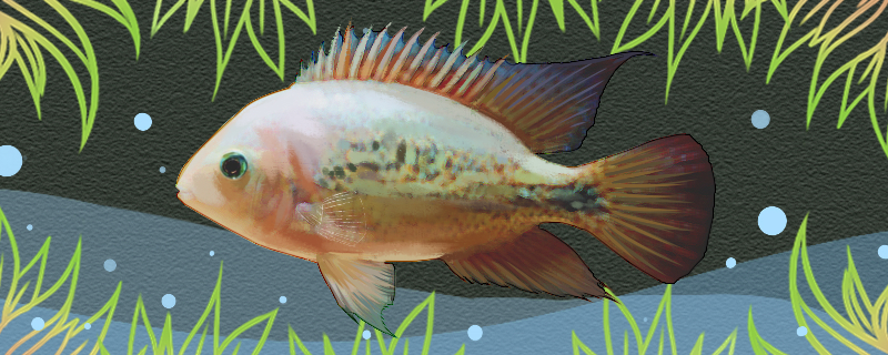 红苹果火口鱼好养吗怎么养(火口鱼视频)