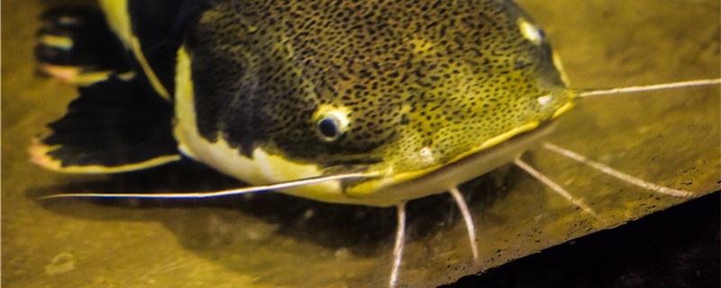 鲶鱼是海鱼还是河鱼能用海水养吗(鲶鱼是海里的还是河里的)