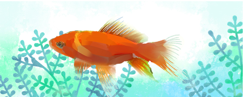 红鲫鱼怎么分辨雌雄雌雄能一起养吗(红鲫鱼和普通鲫鱼能繁殖吗)