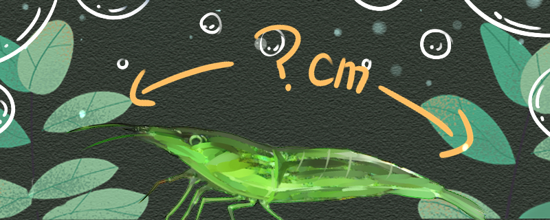 绿晶虾能长多大能活多久(绿晶虾好养吗)