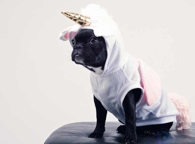 宠物服装品牌大全排名