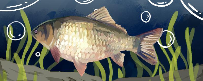 钓鲫鱼子线多长合适主线多长合适(钓鲫鱼子线多长最合适)