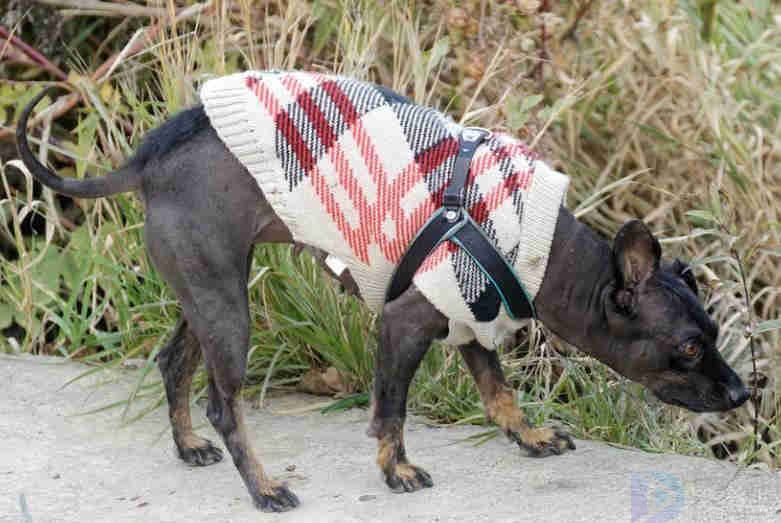 宠物服装品牌大全(宠物服装品牌大全排名)