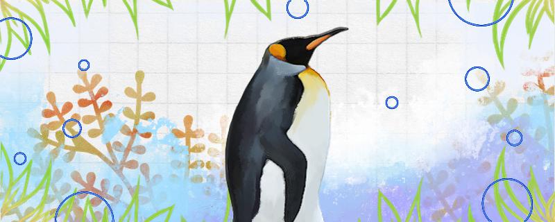 企鹅会被冻死吗会被淹死吗(企鹅会不会冻脚)