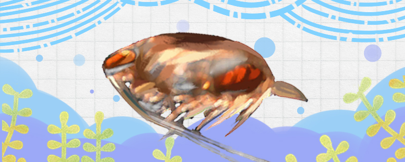 水蚤对水质有什么影响水体富营养化怎么办(水蚤对水体的影响)