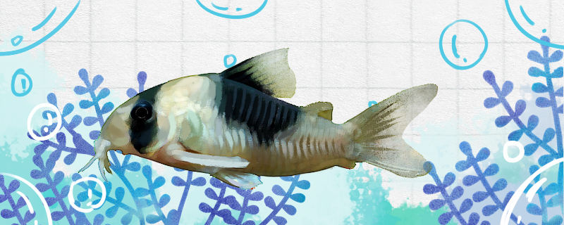 超级双色鼠鱼好养吗怎么养(超级双色鼠鱼好养吗怎么养殖)