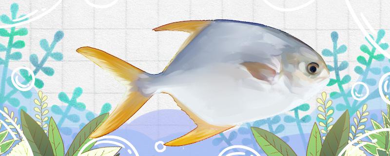 仓鱼是淡水鱼么能养殖吗(仓鱼是淡水鱼么能养殖吗为什么)