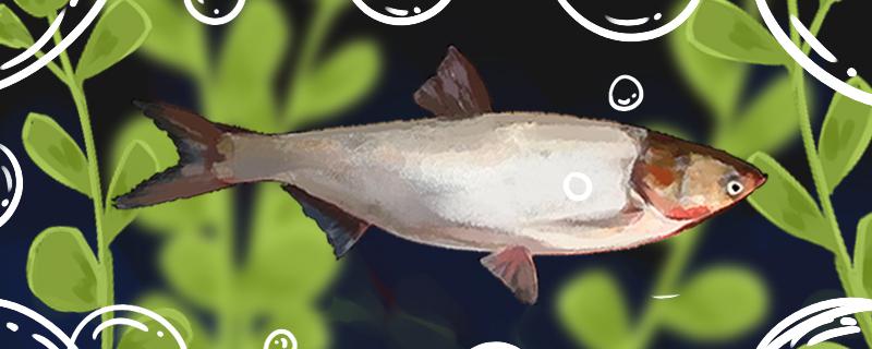 四月钓鲢鱼钓多深用什么饵料(四月底钓鲢鳙可以吗)